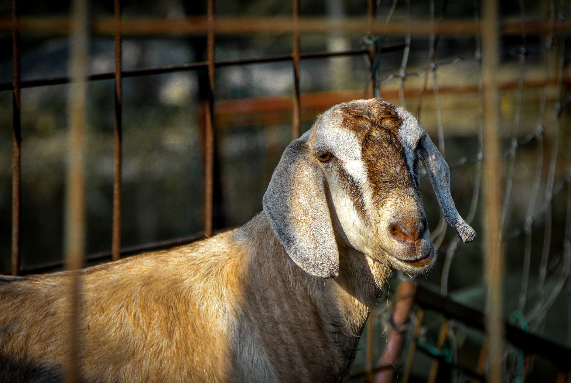 Pedagang menata kambing kurban di pasar